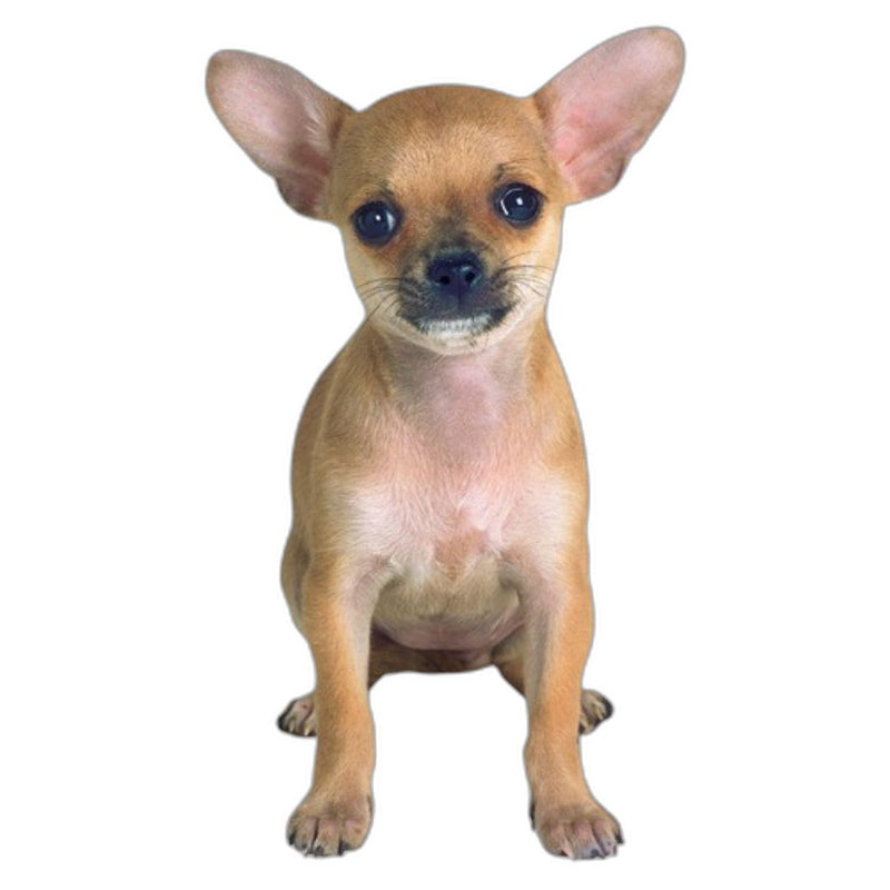 PRPHS Chihuahua Card -  - Cards - Feliz Modern